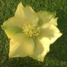 Picture of Helleborus Yellow Single (10510)