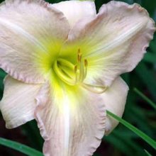 Picture of Hemerocallis Alvatine Taylor (2425)