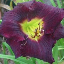 Picture of Hemerocallis Black Ambrosia (11345)