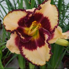 Picture of Hemerocallis Border Music (29809)