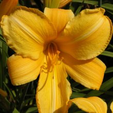 Picture of Hemerocallis Buttered Popcorn (2433)