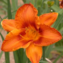 Picture of Hemerocallis Chestnut Lane (2439)