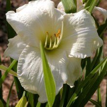 Picture of Hemerocallis Joan Senior (2457)