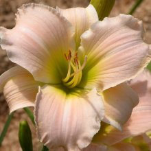 Picture of Hemerocallis Lauren Leah (2460)