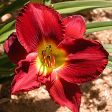 Picture of Hemerocallis Scarlet Orbit (2486)