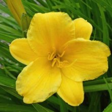 Picture of Hemerocallis Stella Bella (2492)