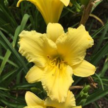 Hemerocallis Stella Citron Picture of Hemerocallis Stella Citron (29810)