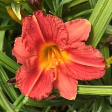 Hemerocallis Stella Rouge Picture of Hemerocallis Stella Rouge (29811)