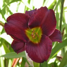 Hemerocallis Vintage Bordeaux Picture of Hemerocallis Vintage Bordeaux (2497)