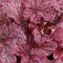 Picture of Heuchera Berry Smoothie (7129)