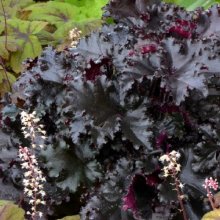 Picture of Heuchera Black Taffeta (9740)
