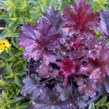 Picture of Heuchera Dark Secret (7536)