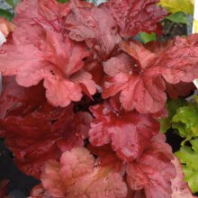 Picture of Heuchera Fire Alarm (11433)