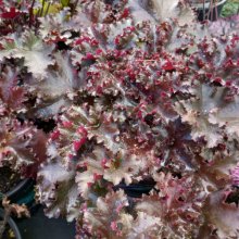 Picture of Heuchera Grande Black (29462)