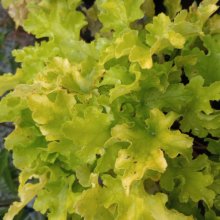 Picture of Heuchera Lime Marmalade (6183)