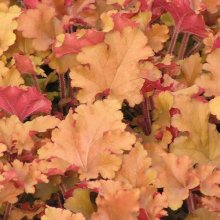 Picture of Heuchera Marmalade (2510)