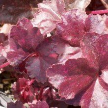 Picture of Heuchera Midnight Rose (2512)