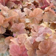 Picture of Heuchera Northern Exposure Amber (30283)
