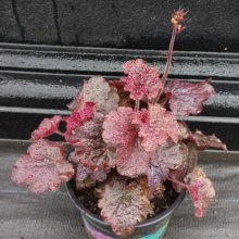 Heuchera Northern Exposure Black Picture of Heuchera Northern Exposure Black (30284)