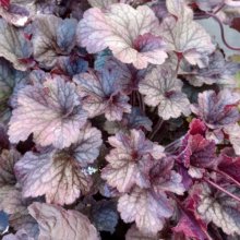 Heuchera Northern Exposure Silver Picture of Heuchera Northern Exposure Silver (30286)
