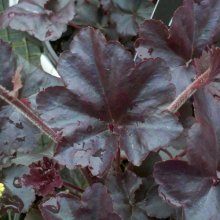 Heuchera Obsidian Picture of Heuchera Obsidian (2513)