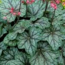 Heuchera Peppermint Spice Picture of Heuchera Peppermint Spice (10272)
