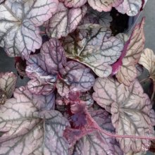 Heuchera Sugar Plum Picture of Heuchera Sugar Plum (10273)