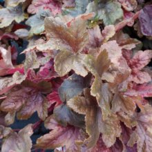 Heucherella Brass Lantern Picture of Heucherella Brass Lantern (7280)