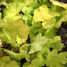 Heucherella Happy Hour Lime Picture of Heucherella Happy Hour Lime (11240)