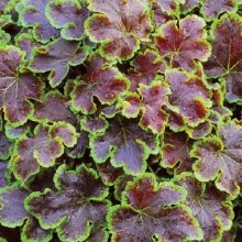 Heucherella Solar Eclipse Picture of Heucherella Solar Eclipse (8544)