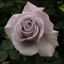 Hi Ho Silver-Rose Picture of Hi Ho Silver-Rose (2519)