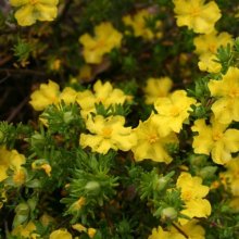 Hibbertia Procumbens Picture of Hibbertia Procumbens (2521)