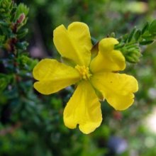 Picture of Hibbertia Serpyllifolia (2522)