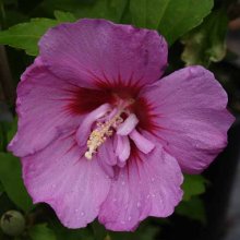 Picture of Hibiscus Coelestrus (2524)
