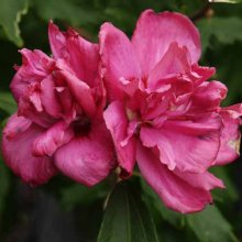 Picture of Hibiscus Collie Mullens (6295)