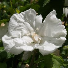 Picture of Hibiscus Dianna (7120)
