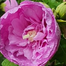 Picture of Hibiscus Heidi (2525)