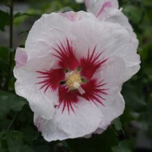 Picture of Hibiscus Helene (7122)