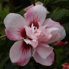 Picture of Hibiscus Lady Stanley (2527)