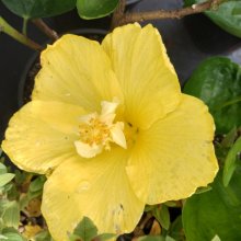 Picture of Hibiscus Mac Delveons (30884)