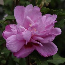 Picture of Hibiscus Paeonyflorus (6296)