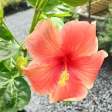 Picture of Hibiscus Royal Highness (30883)