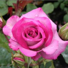 High Five-Rose Picture of High Five-Rose (2530)