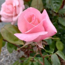 Picture of High Hopes Clg-Rose (2531)
