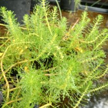 Myriophyllum Variifolium Picture of Myriophyllum Variifolium (28838)