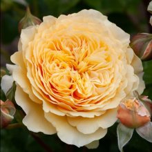 Hokey Pokey Std 80cm-Rose Picture of Hokey Pokey Std 80cm-Rose (30072)