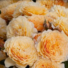 Picture of Hokey Pokey Pillar-Rose (30388)