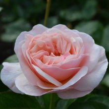 Honey Bun -Rose Picture of Honey Bun -Rose (30175)
