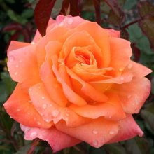 Honey Child-Rose Picture of Honey Child-Rose (2545)