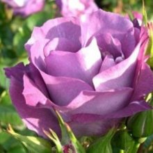 Honky Tonk Blues Std 45cm-Rose Picture of Honky Tonk Blues Std 45cm-Rose (10234)